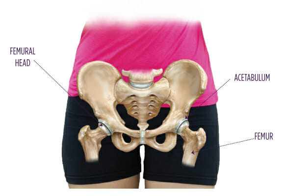 Hip - Anatomy of the Hip - AOA Orthopedic Specialists